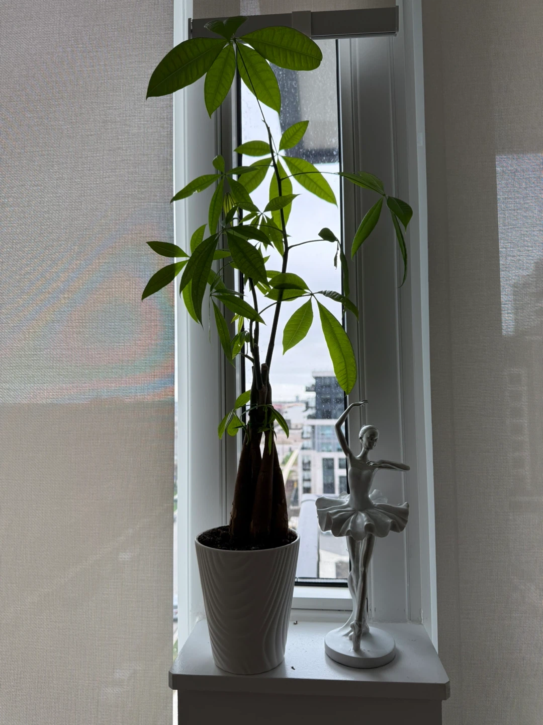 Money Tree Plant - photo 2