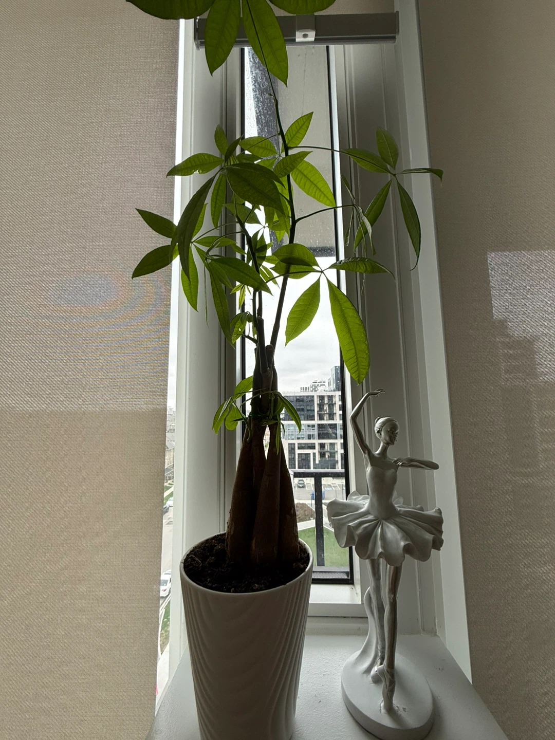 Money Tree Plant