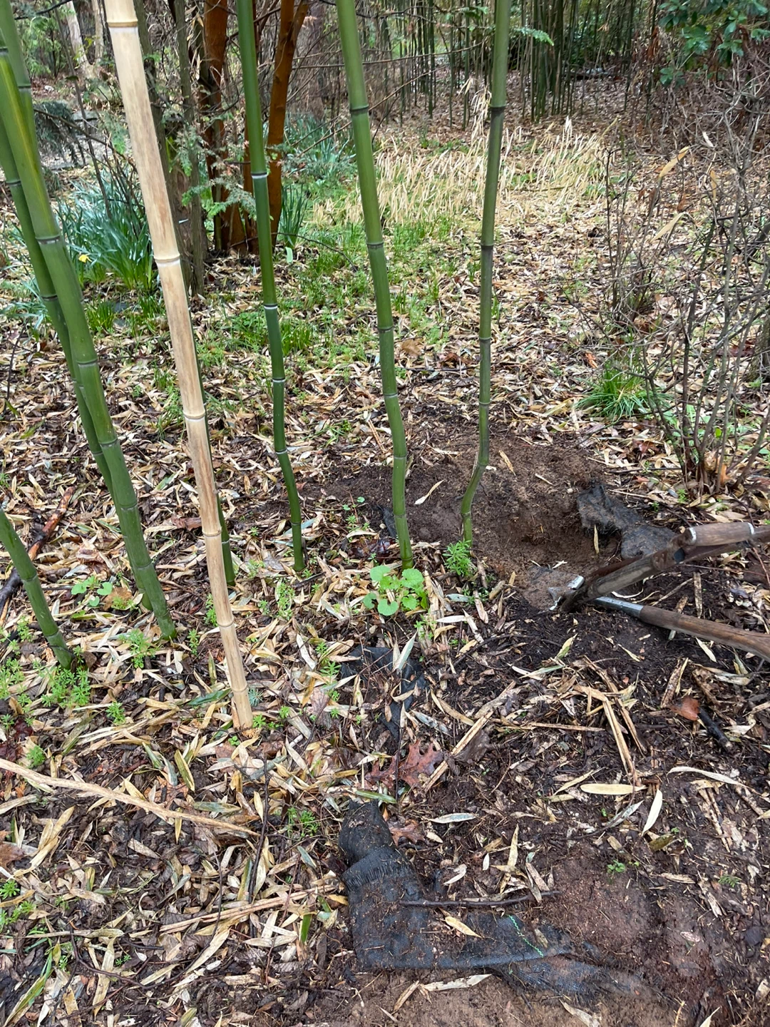 Bamboo Plants - photo 4