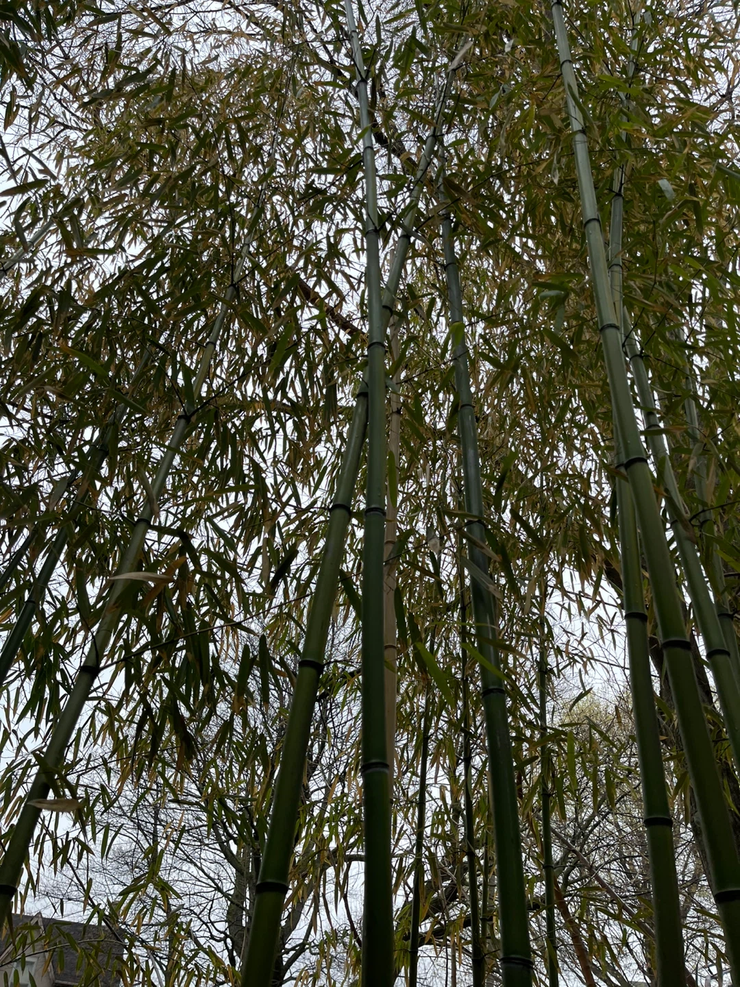 Bamboo Plants