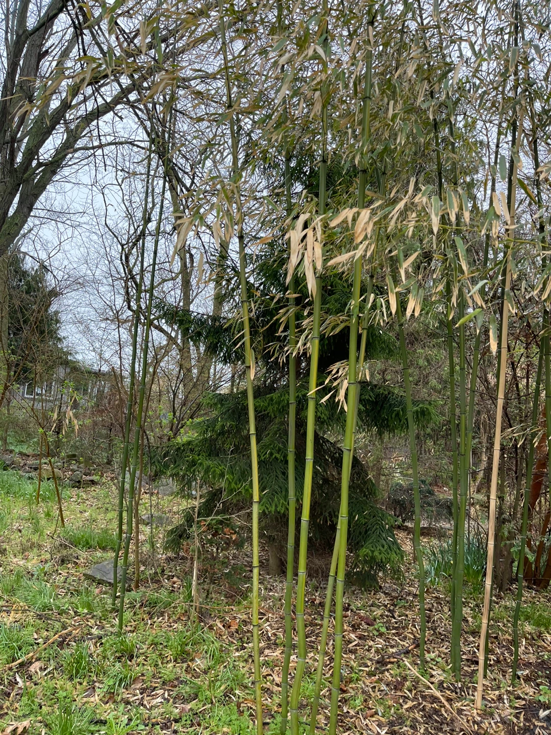 Bamboo Plants - photo 3