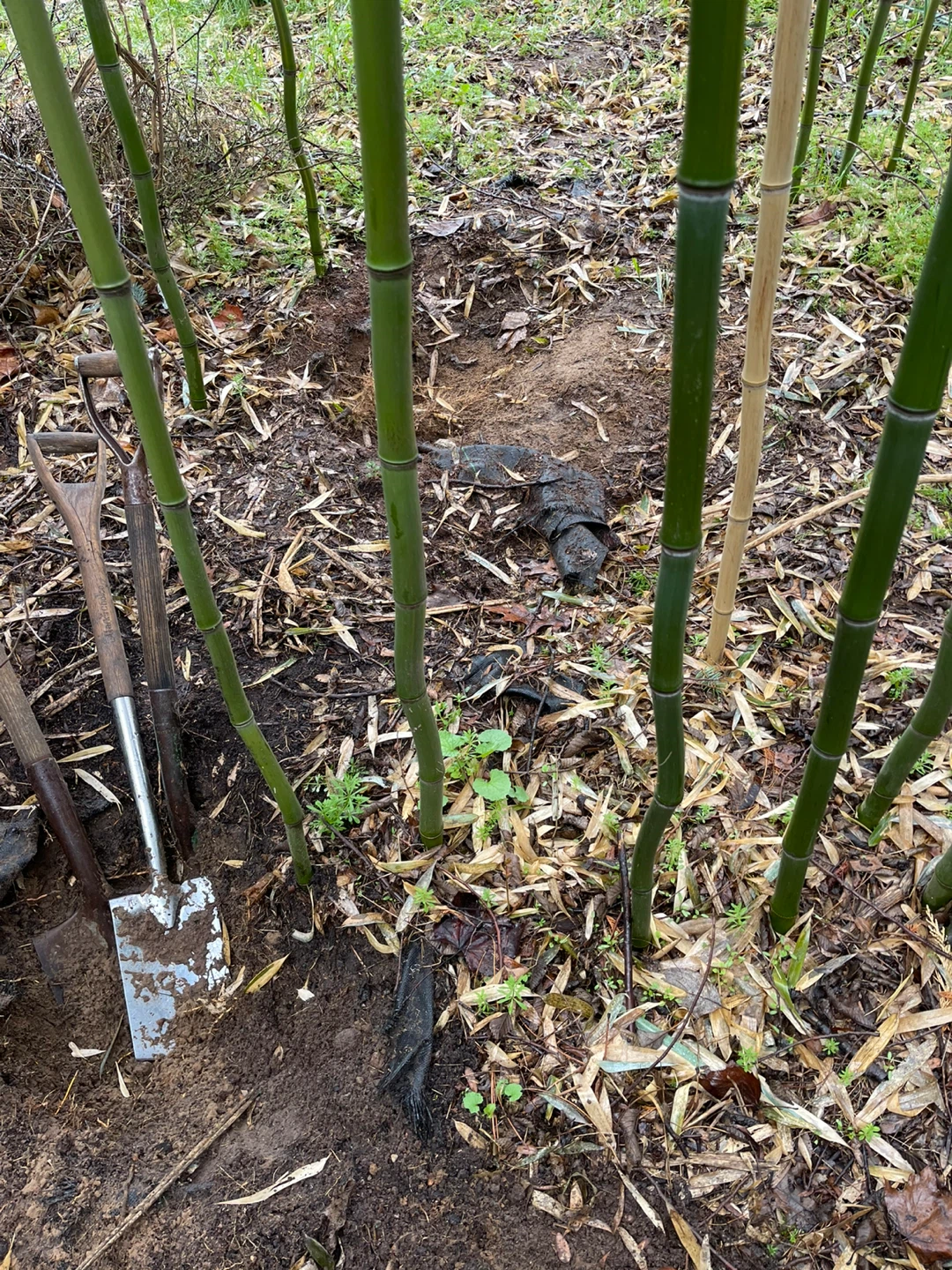 Bamboo Plants - photo 2