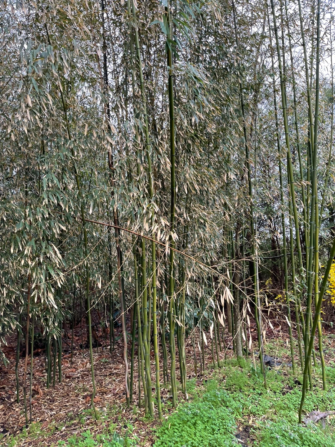 Bamboo Plants - photo 5
