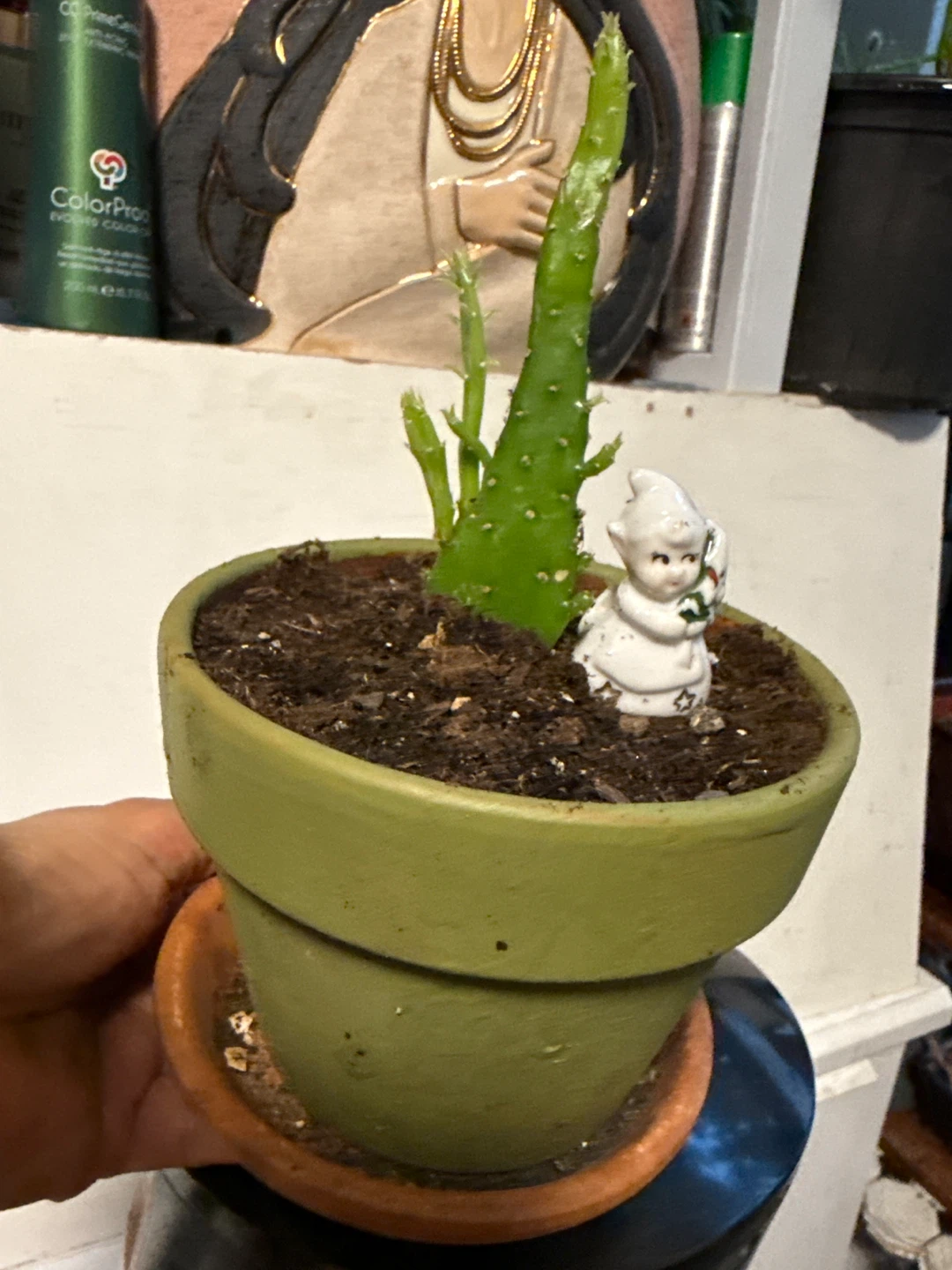 Cactus plant with bottom and tiny statue next to it