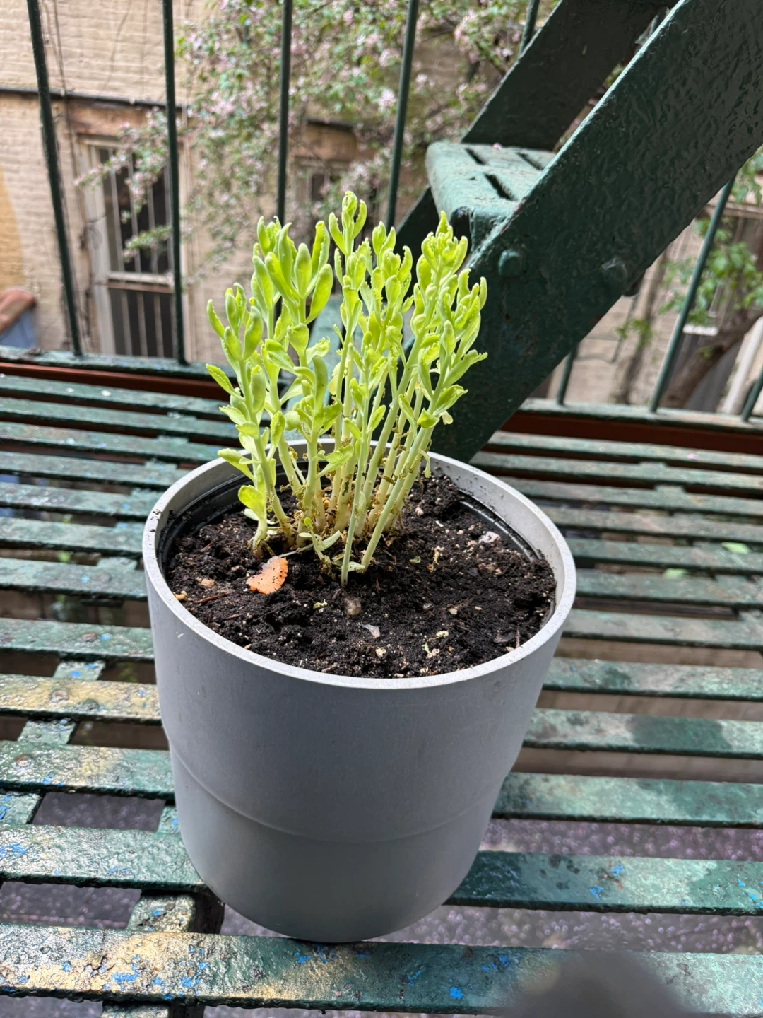 Succulent Plant in Grey Pot