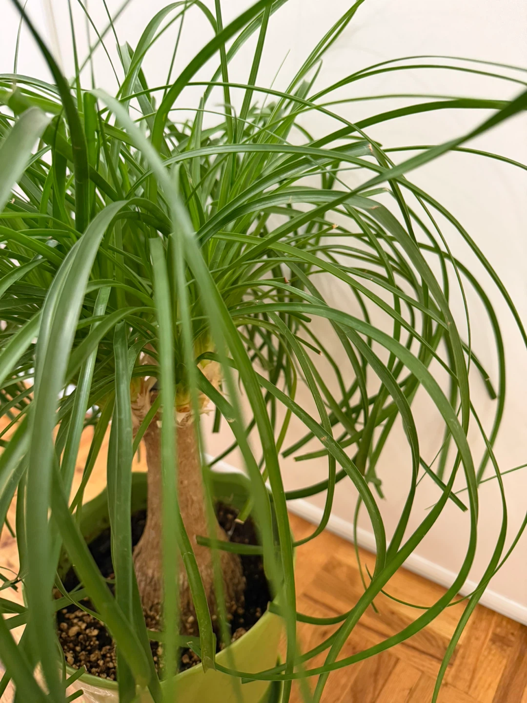 Ponytail Palm Plant with a Light Green Pot - photo 4