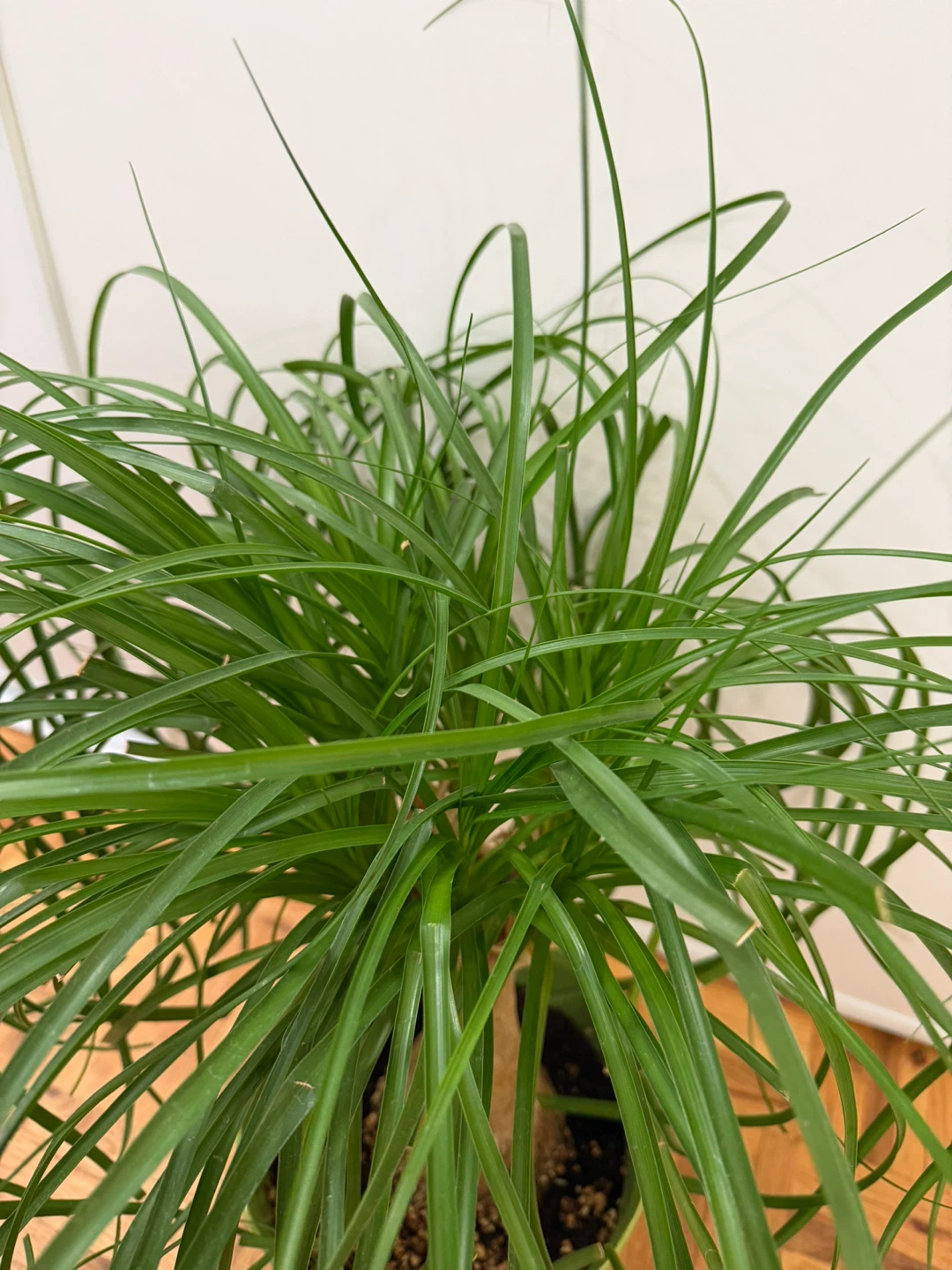 Ponytail Palm Plant with a Light Green Pot - photo 3