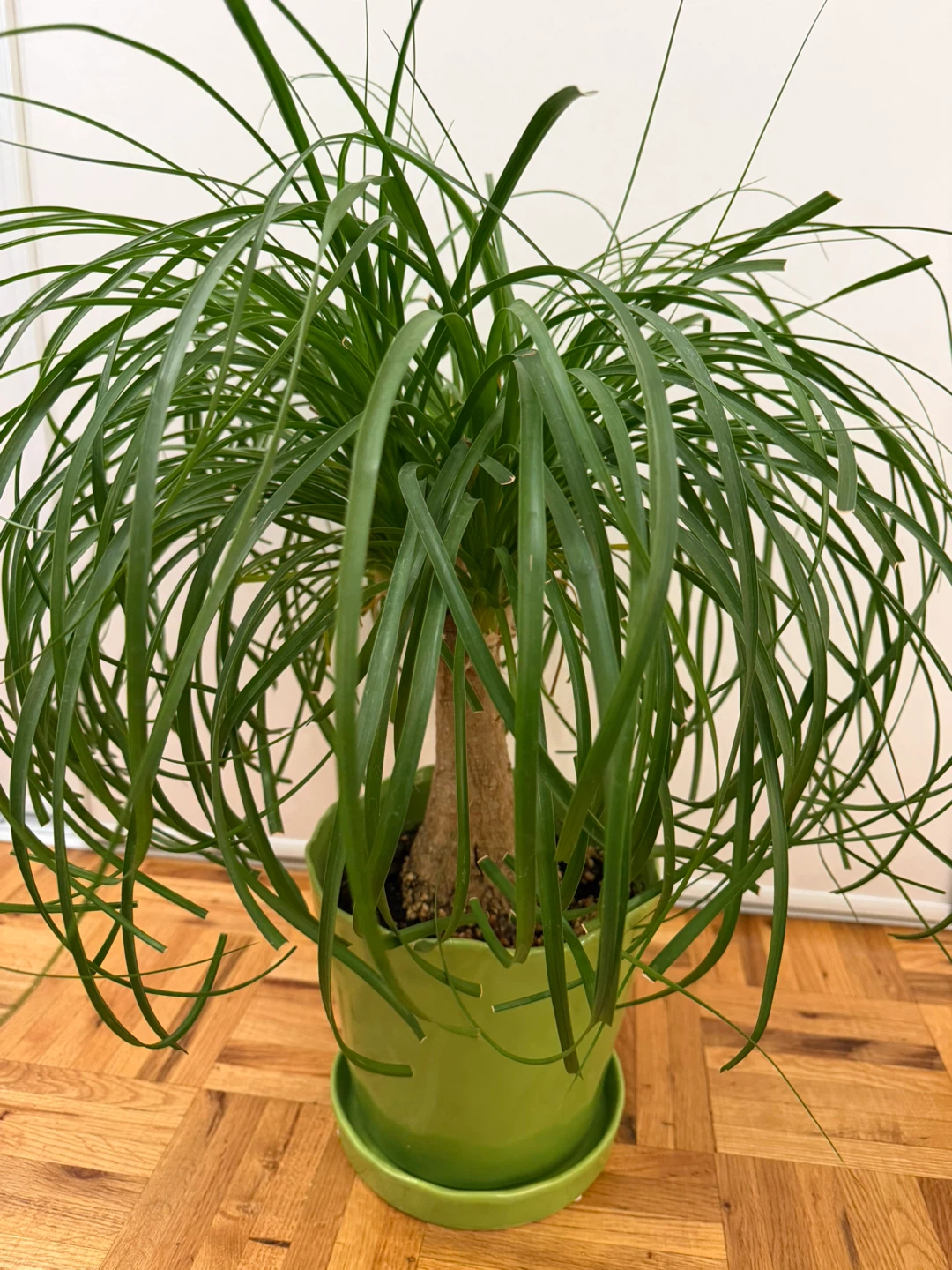 Ponytail Palm Plant with a Light Green Pot
