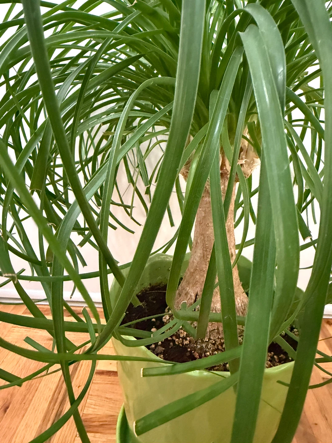 Ponytail Palm Plant with a Light Green Pot - photo 2