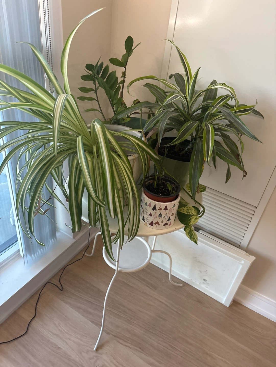 Assorted House Plants with/out White Plant Stand