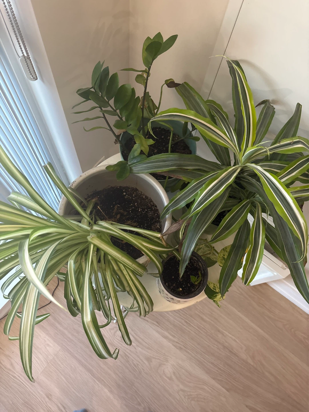 Assorted House Plants with/out White Plant Stand - photo 2