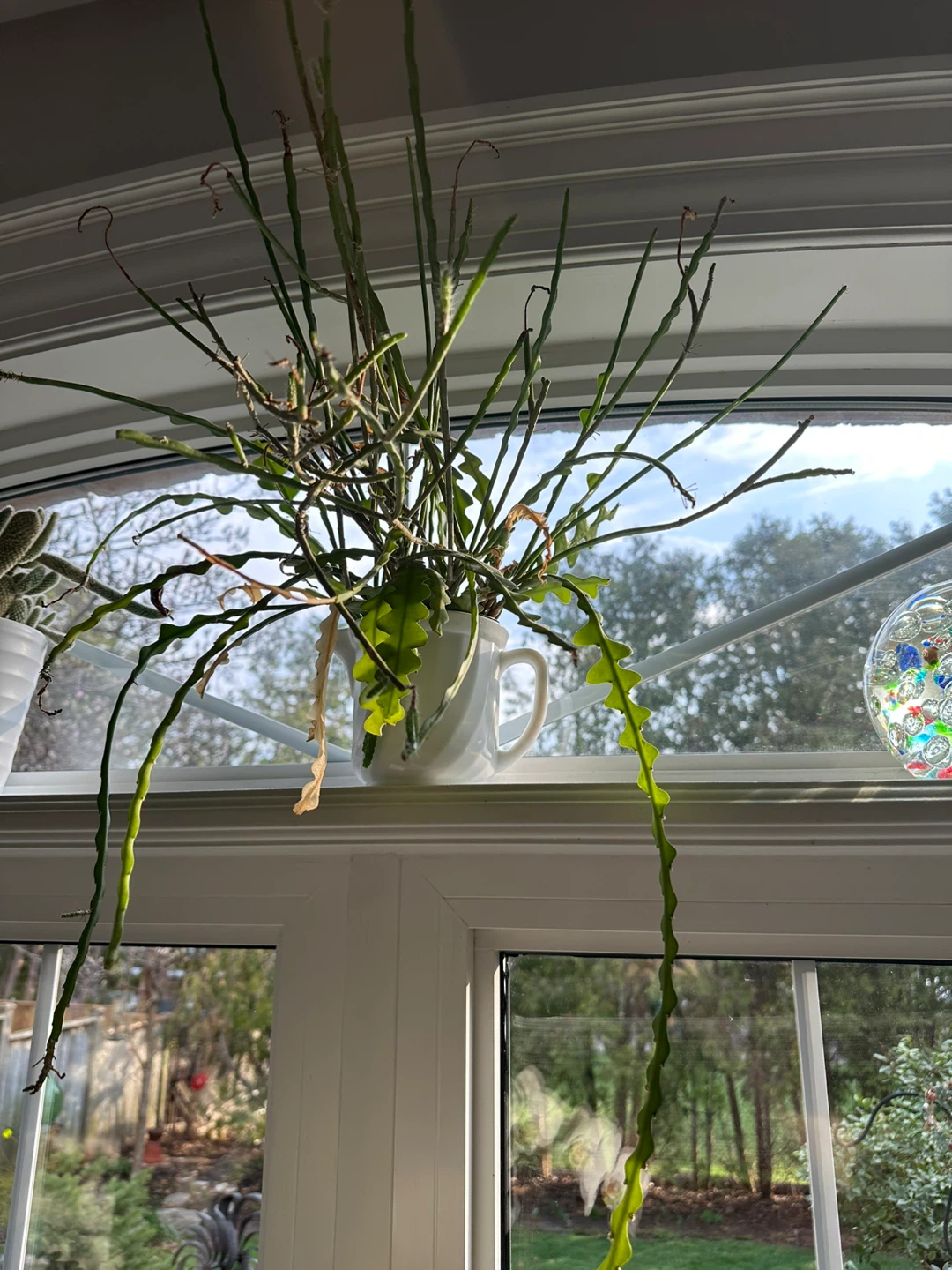 Potted Ric Rac Cactus Plant