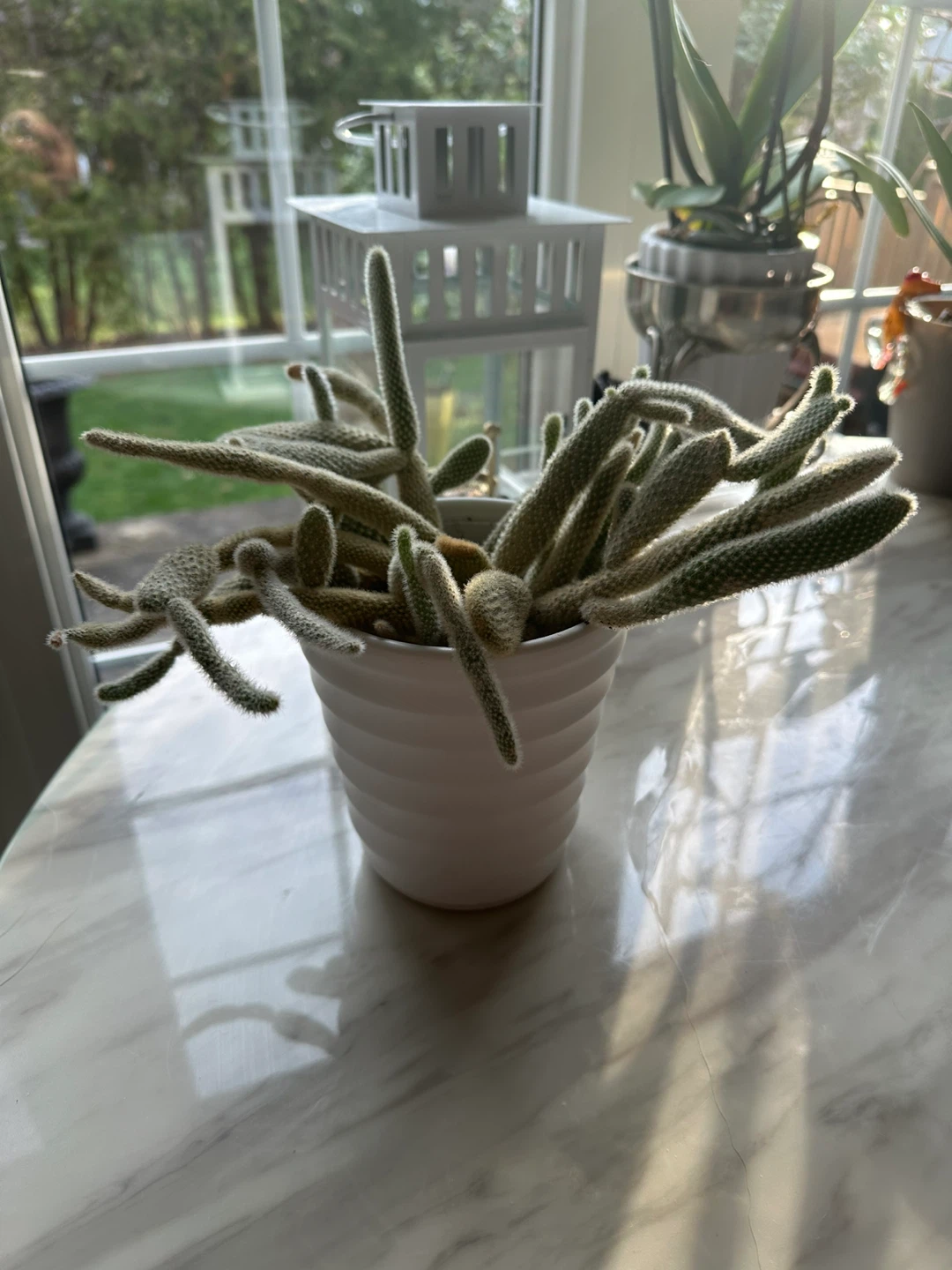 Potted  bunny, Cactus Plant - photo 3