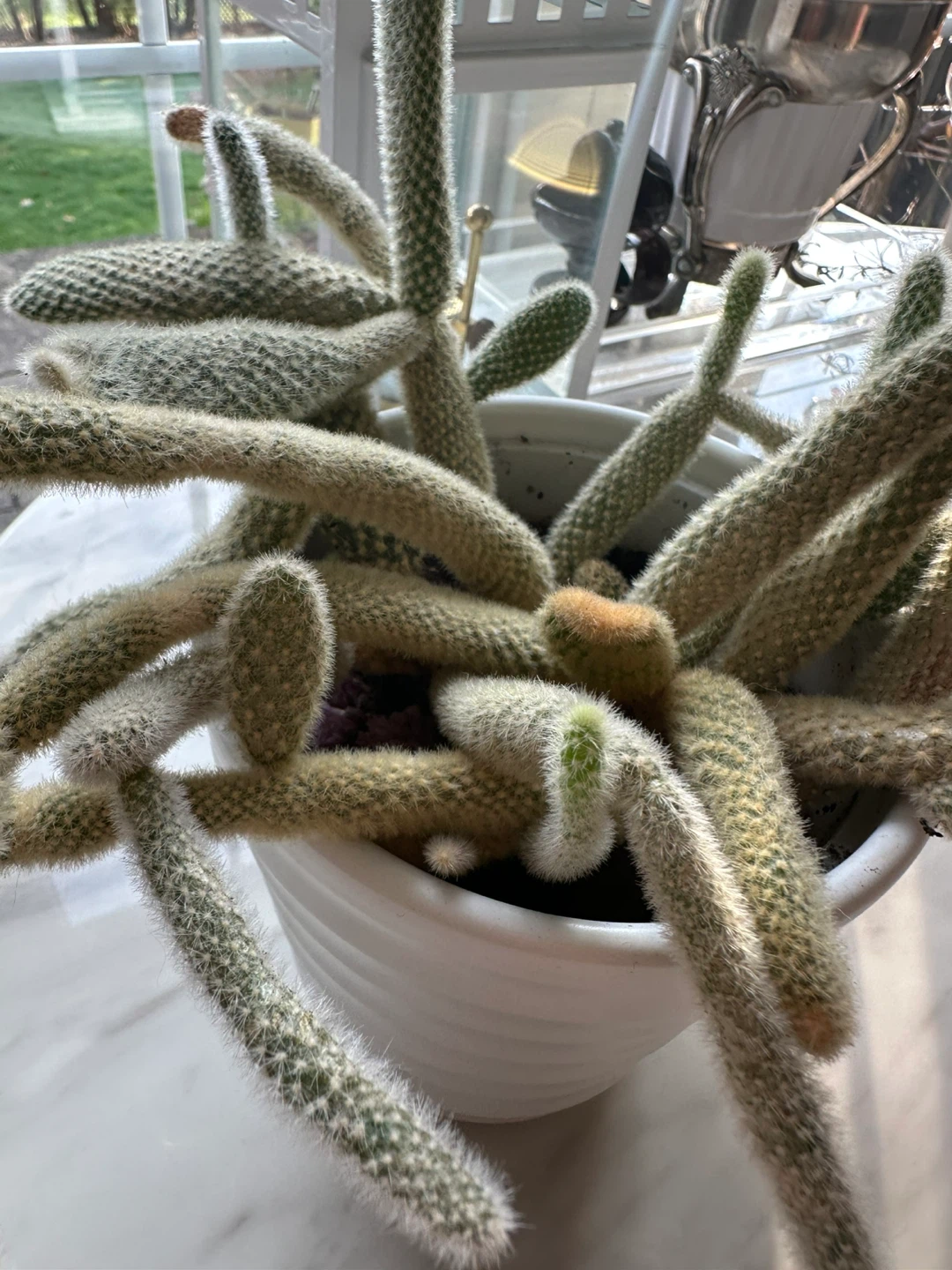 Potted  bunny, Cactus Plant - photo 2