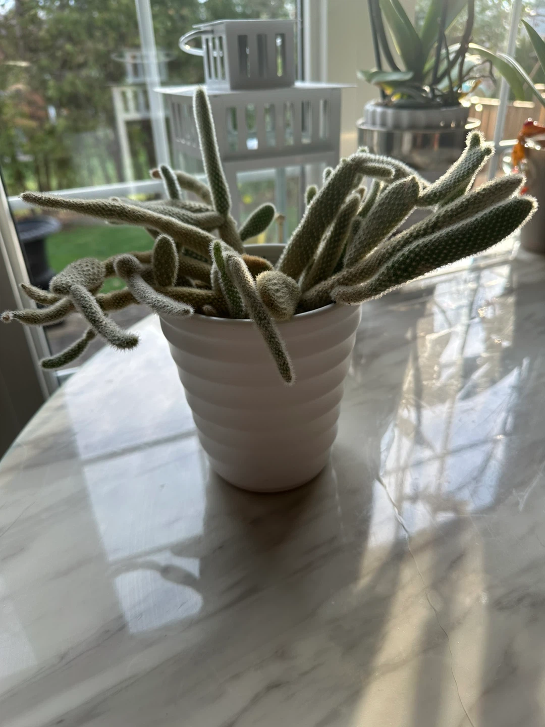 Potted  bunny, Cactus Plant