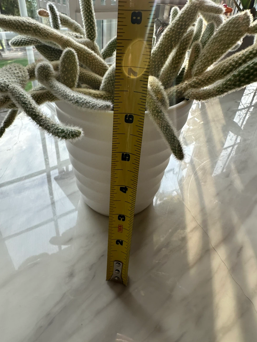 Potted  bunny, Cactus Plant - photo 4