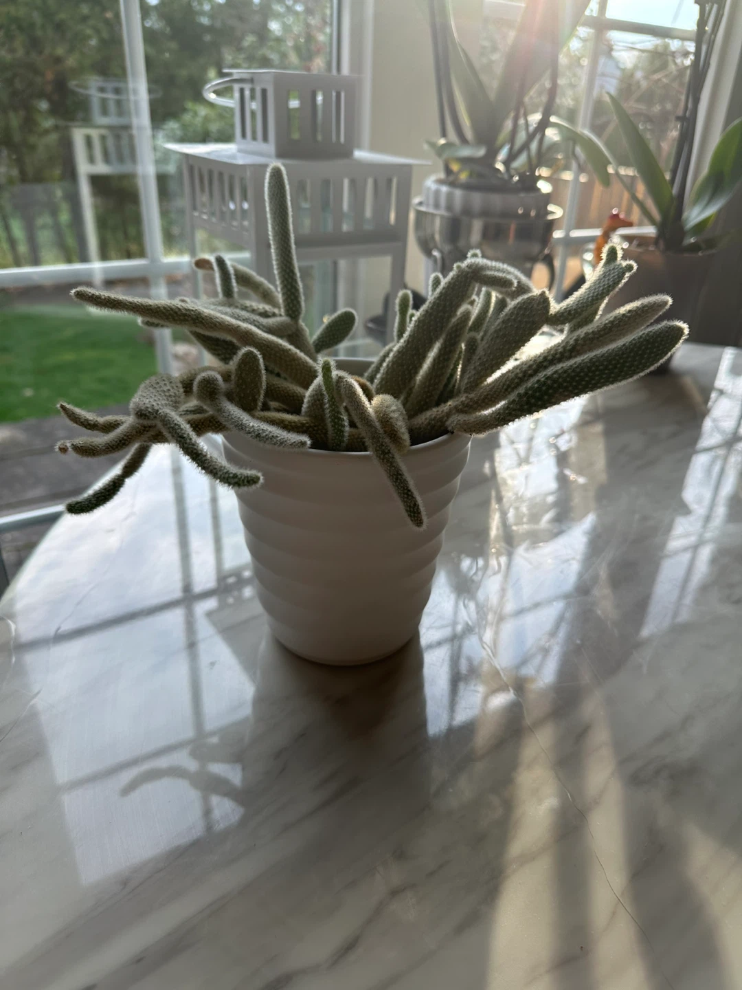 Potted  bunny, Cactus Plant - photo 5