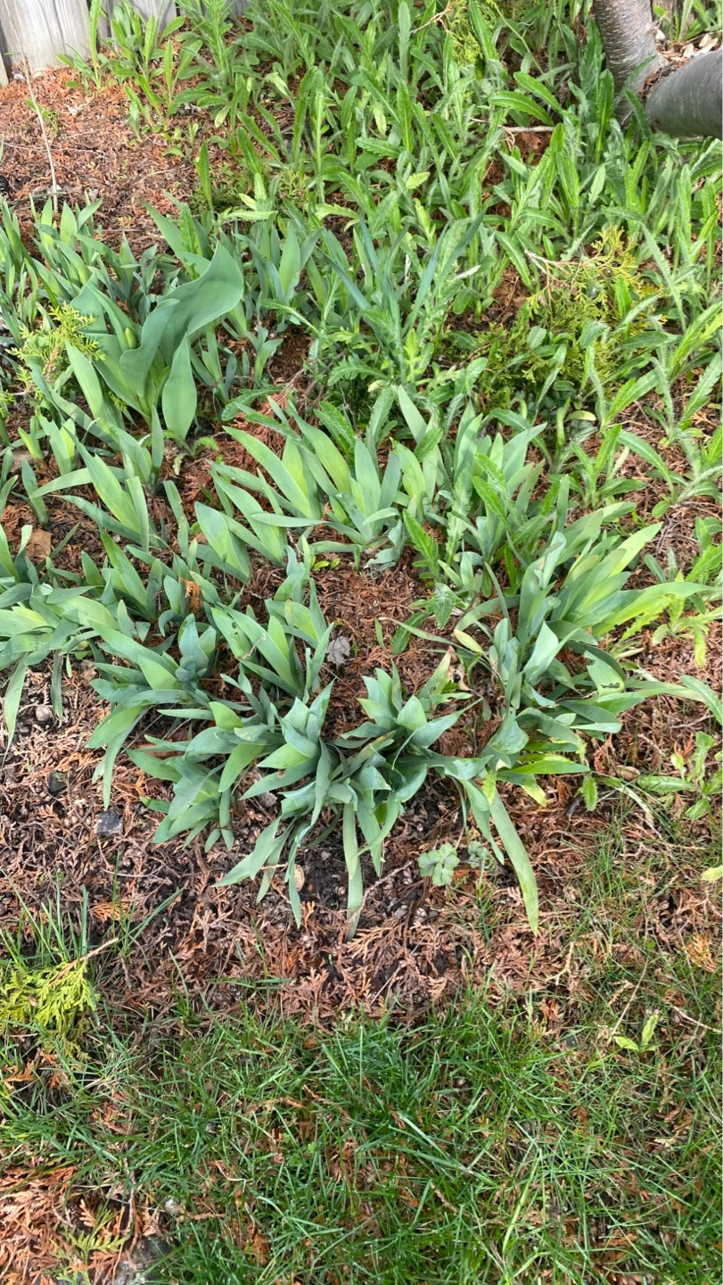 Iris plant - Blue - Only 3 left! - photo 5