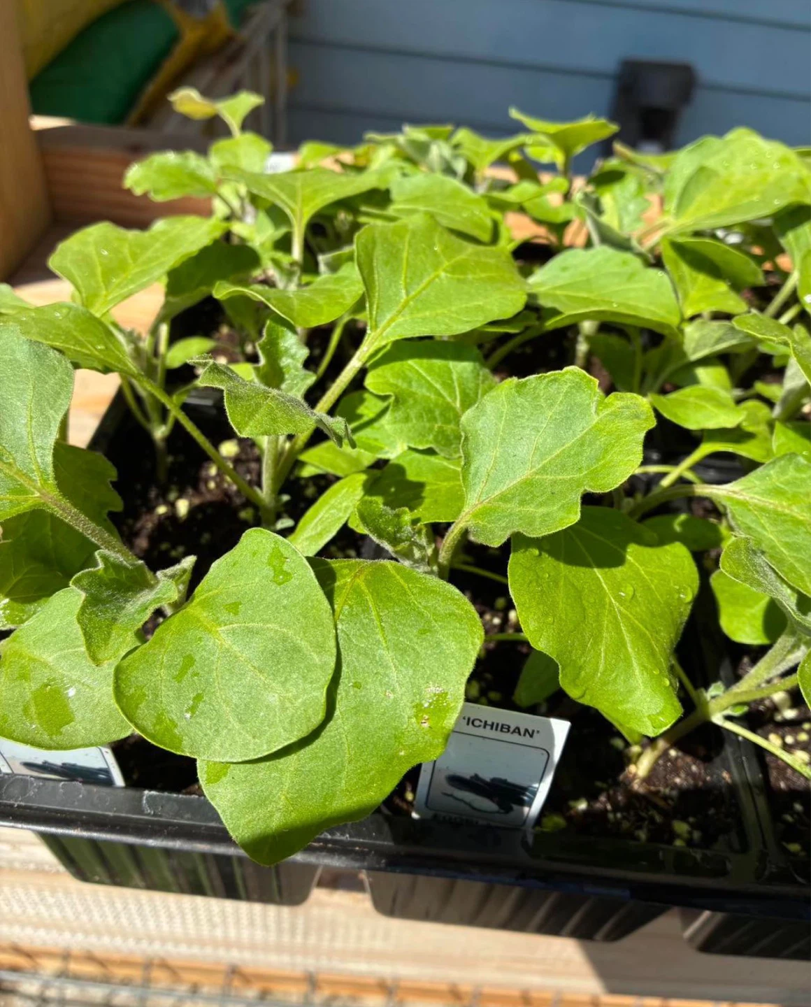 Ichiban Eggplant Seedlings