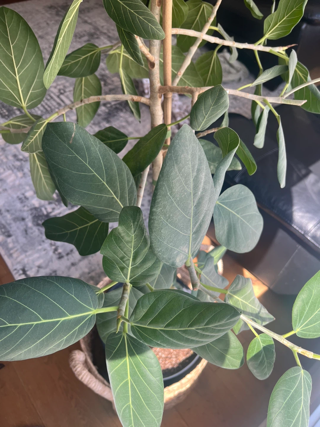 Audrey Ficus tree - photo 2