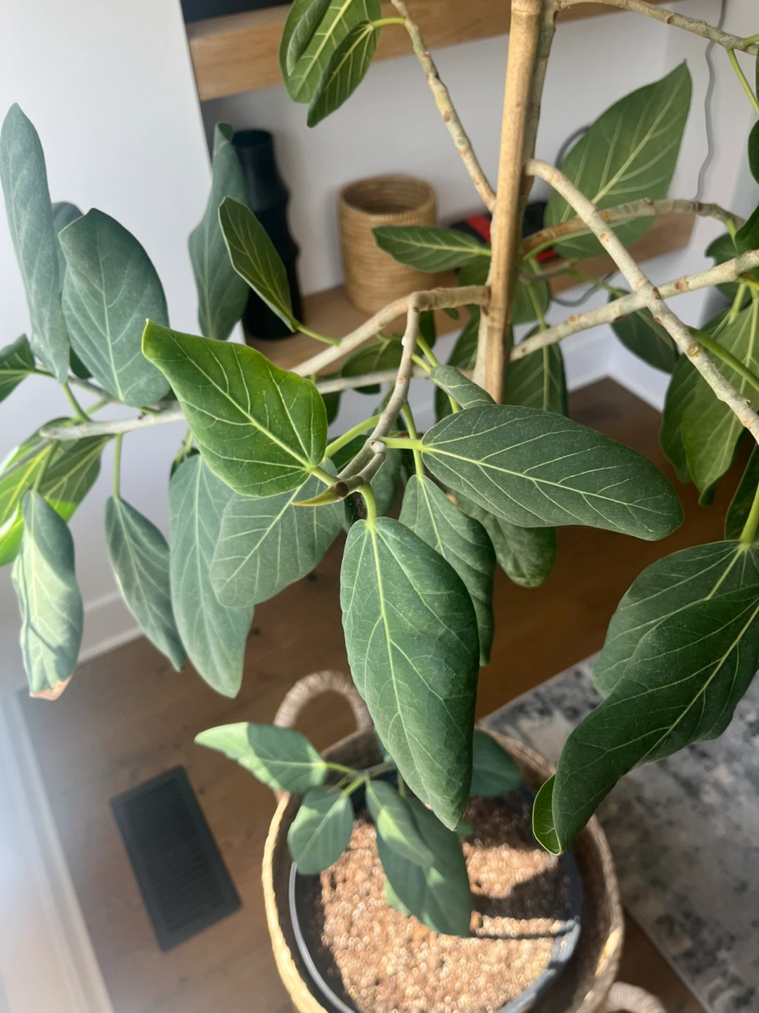 Audrey Ficus tree - photo 3