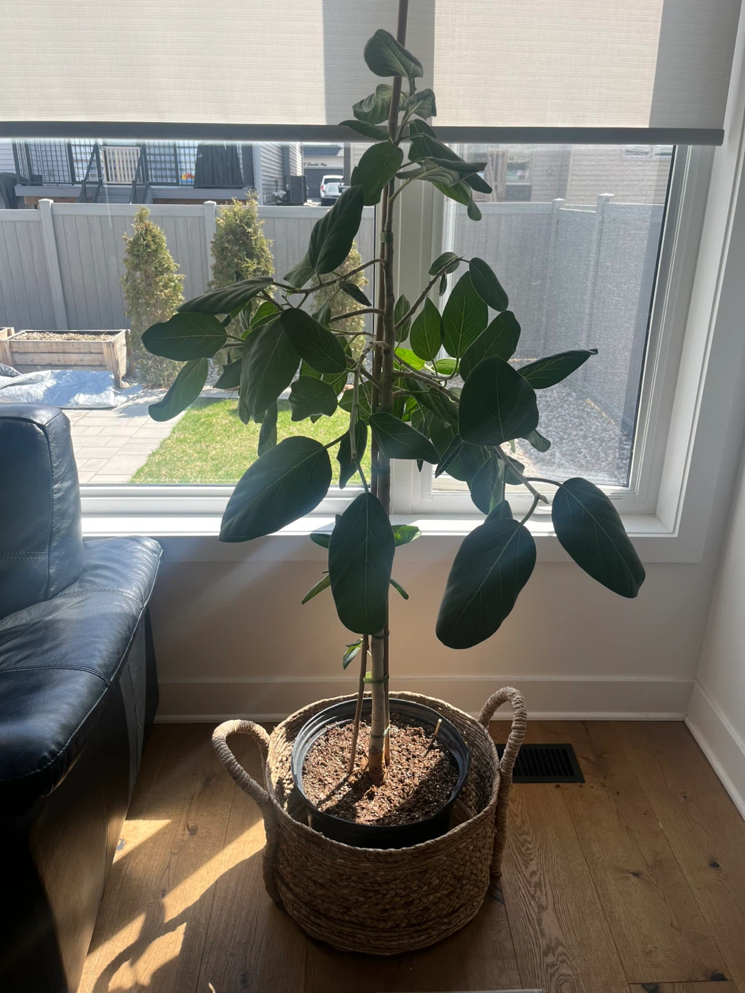 Audrey Ficus tree