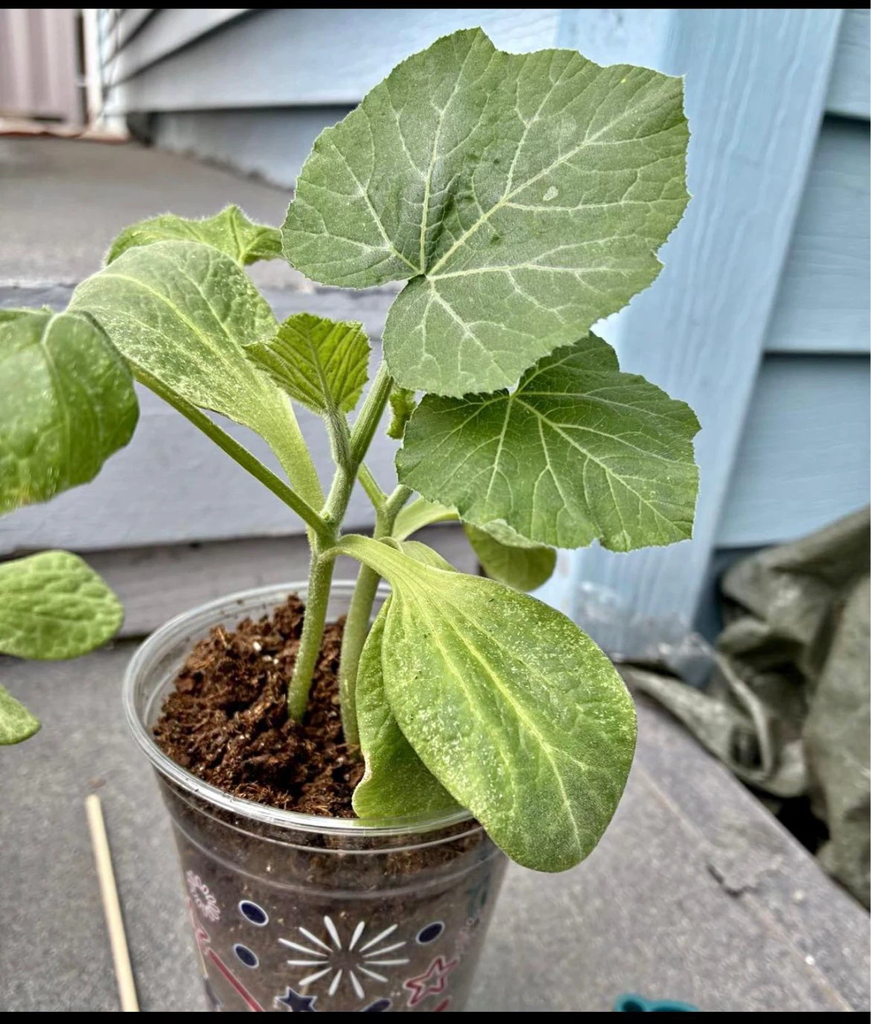 Young Squash Plant in Cup