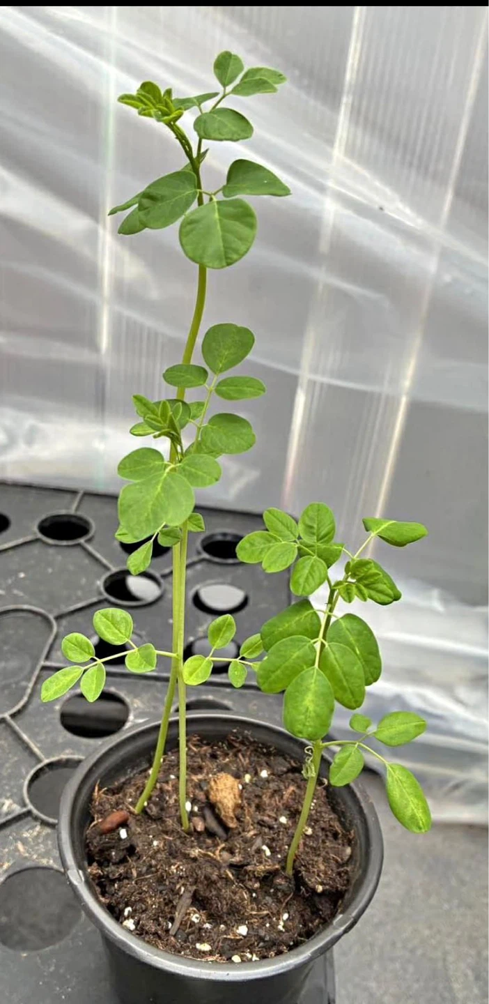 Moringa Seedlings
