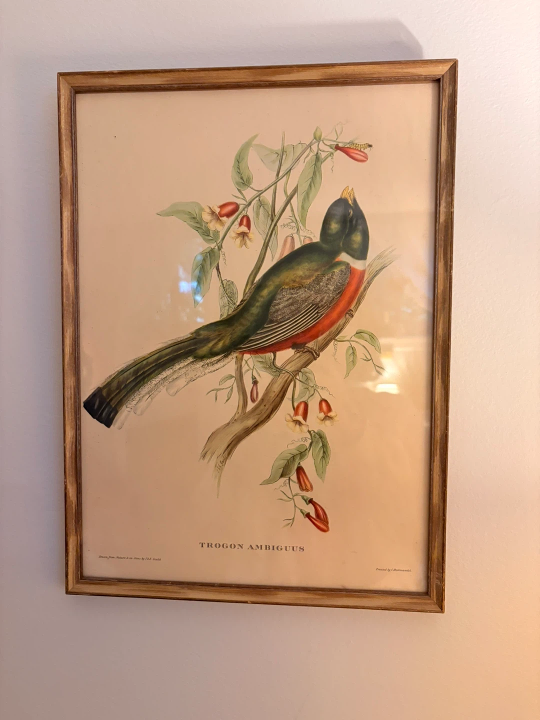 Vintage Framed Bird Prints (Set of 4) - photo 4