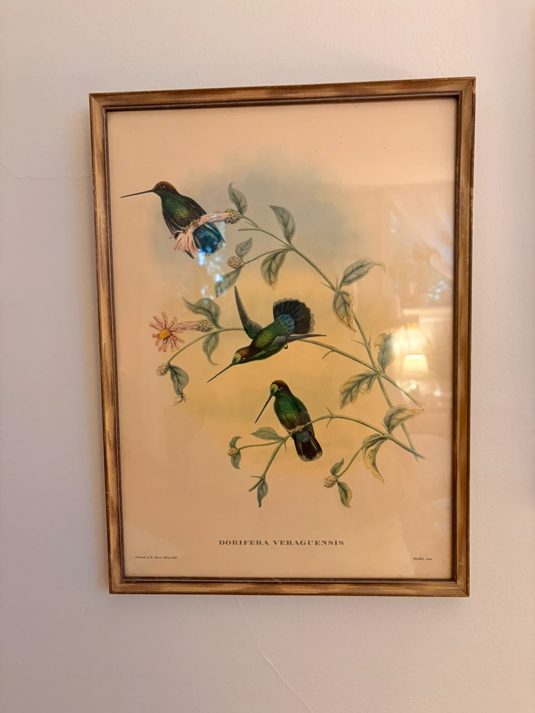 Vintage Framed Bird Prints (Set of 4) - photo 3