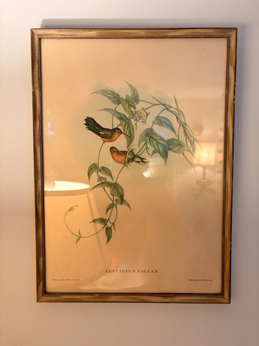 Vintage Framed Bird Prints (Set of 4) - photo 5