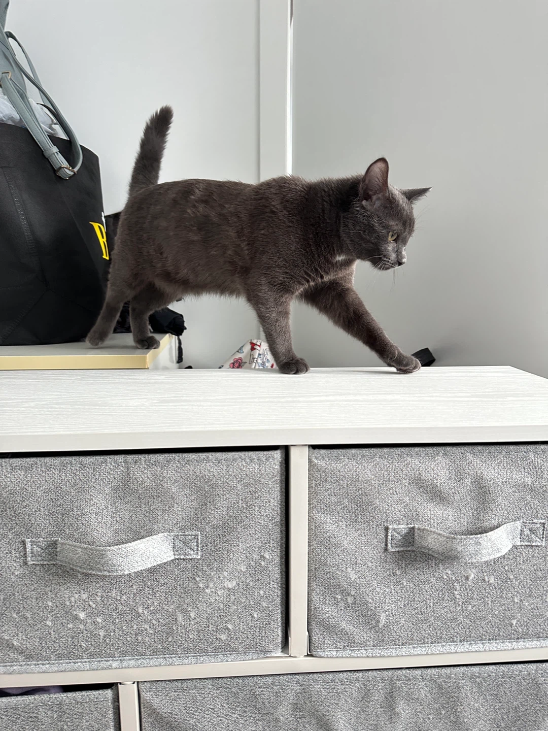 White 6-Drawer Fabric Dresser (No, the cat is not included)