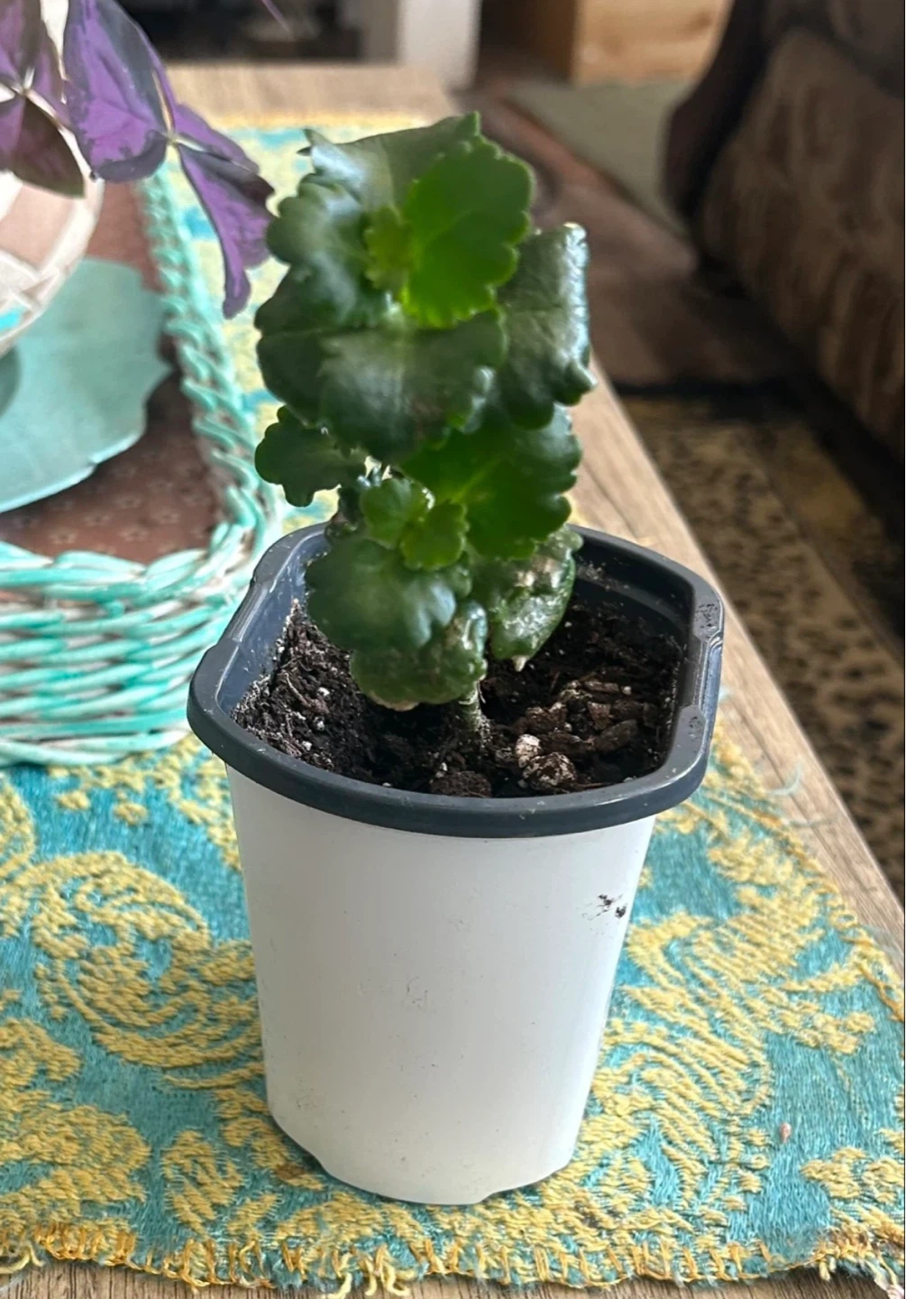 Kalanchoe plant in white pot