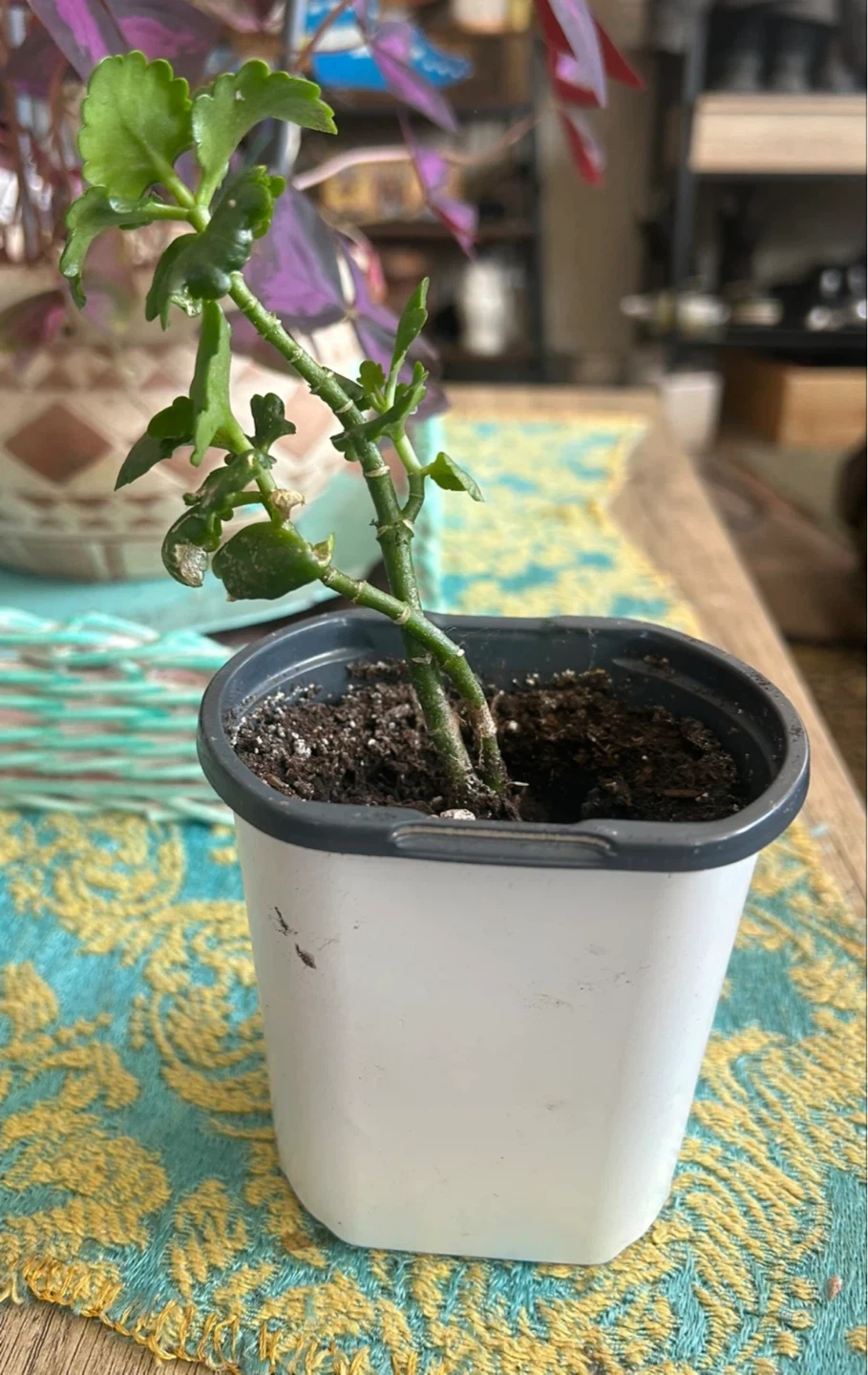 Kalanchoe plant in white pot - photo 2