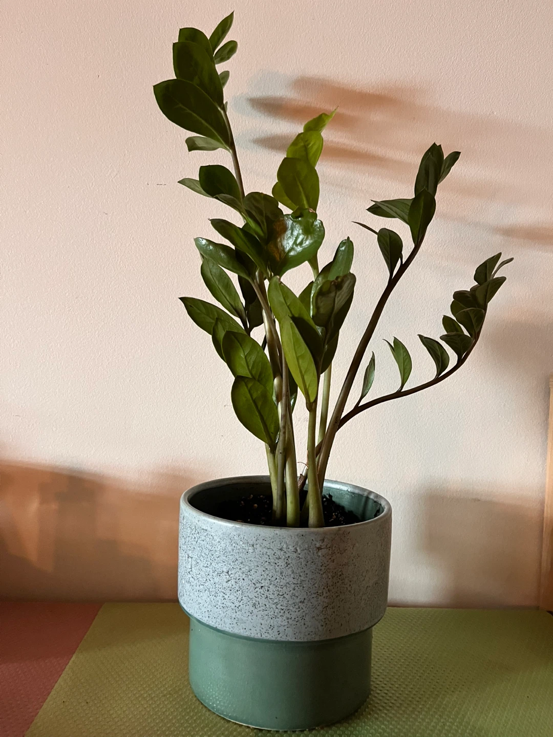 ZZ Plant in ceramic pot