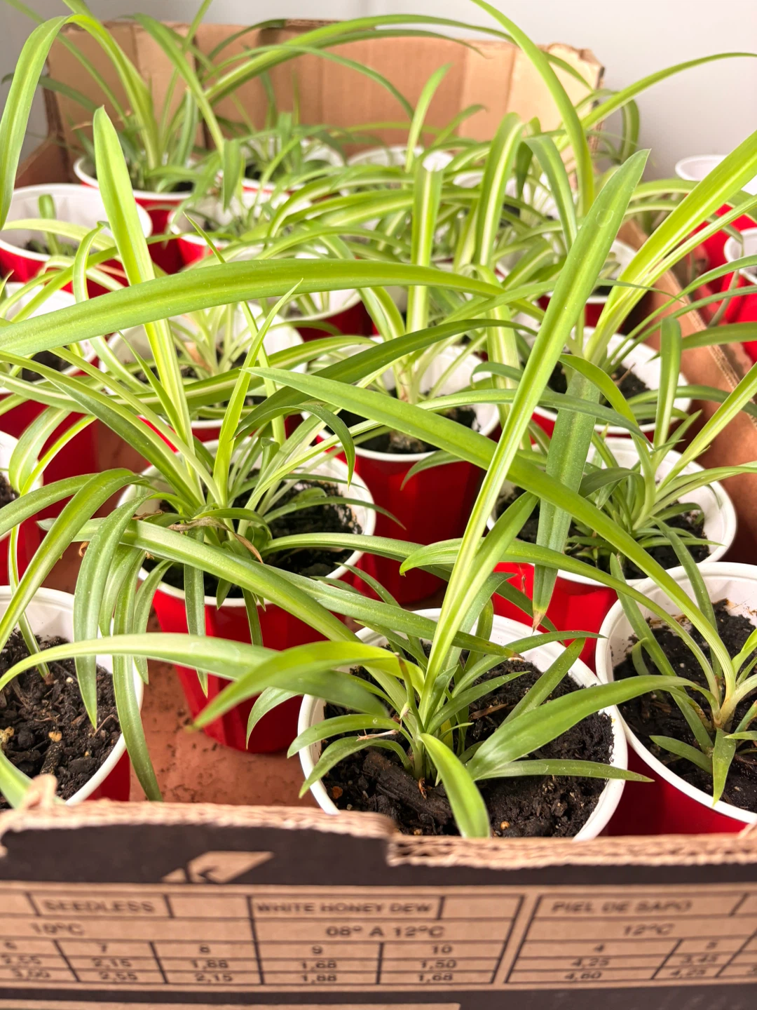 Healthy home grown Spider Plants ; $2/plant or $5/3 plants
