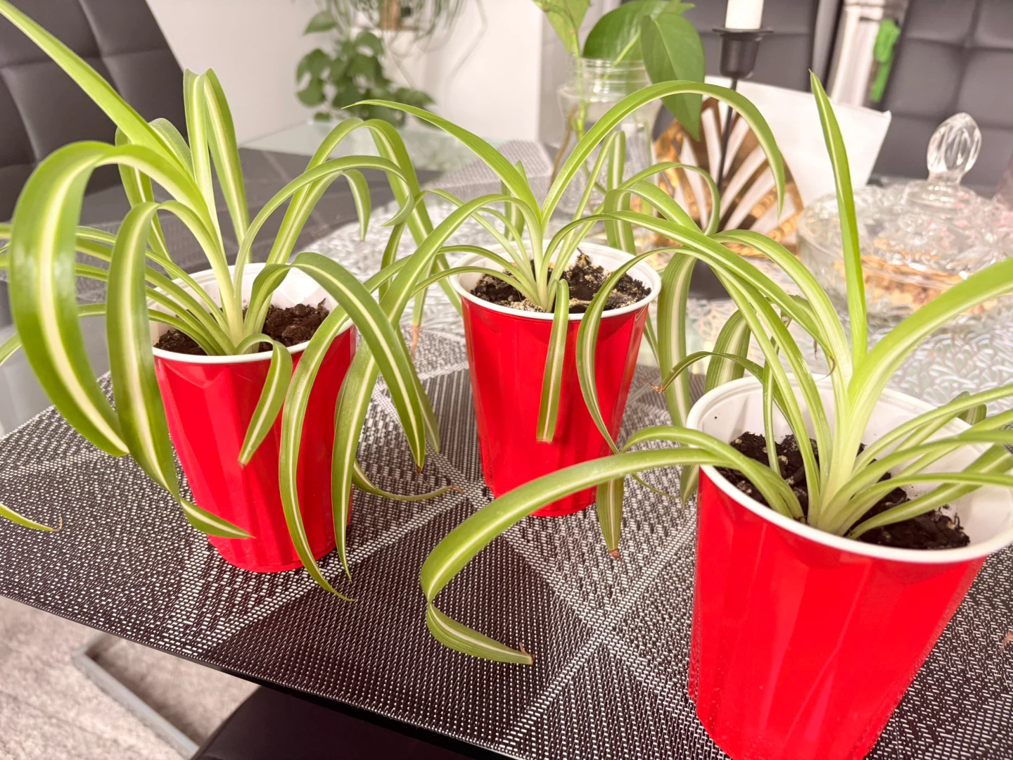 Healthy home grown Spider Plants ; $2/plant or $5/3 plants - photo 2