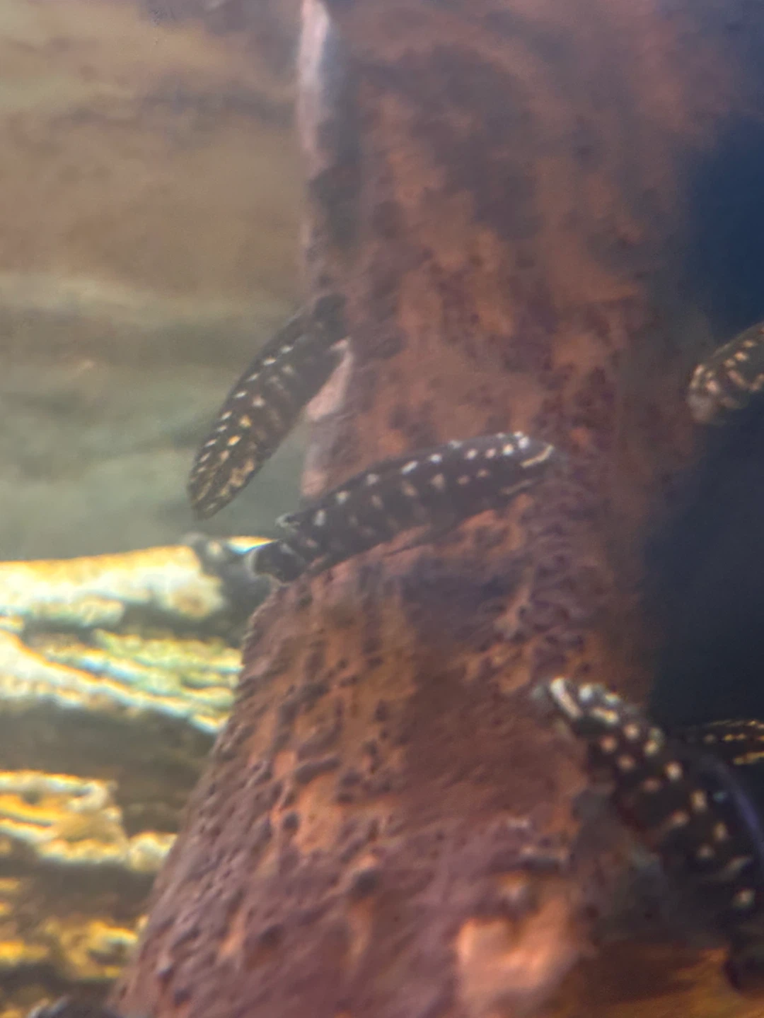 Live Aquarium Plants and Fish - photo 3