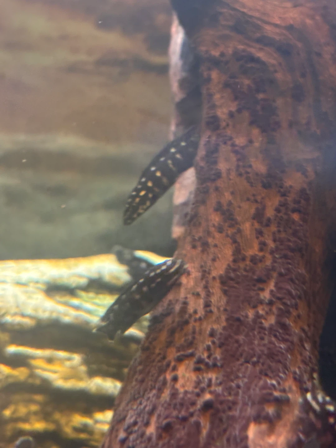 Live Aquarium Plants and Fish - photo 4