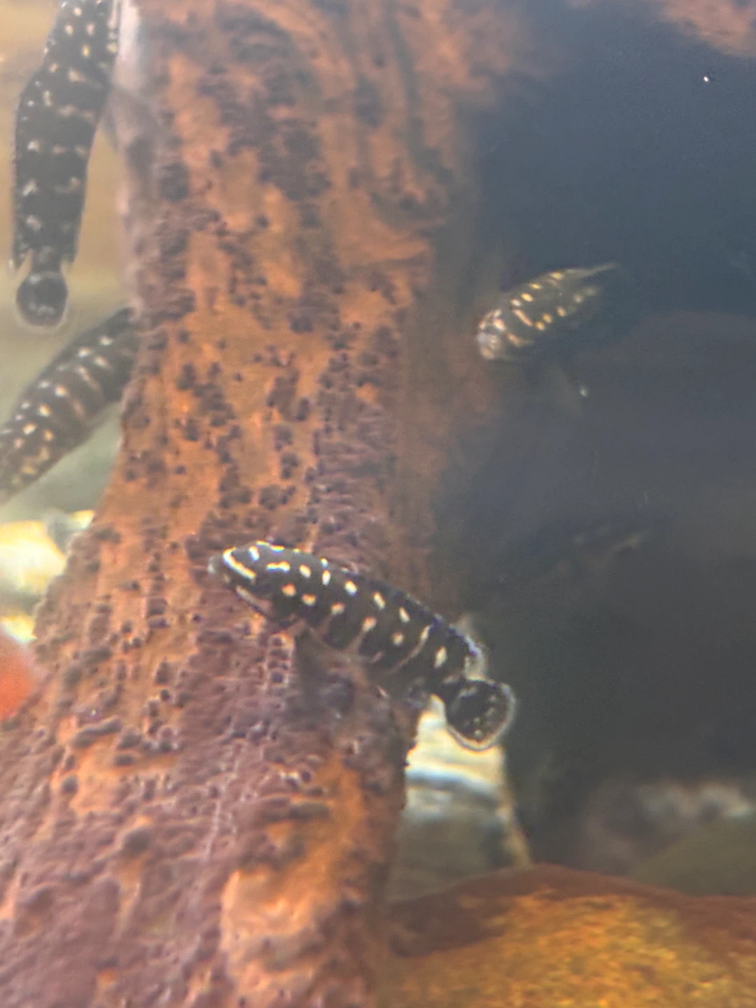 Live Aquarium Plants and Fish - photo 5