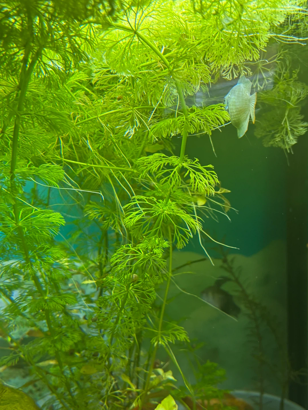 Live Aquarium Plants and Fish