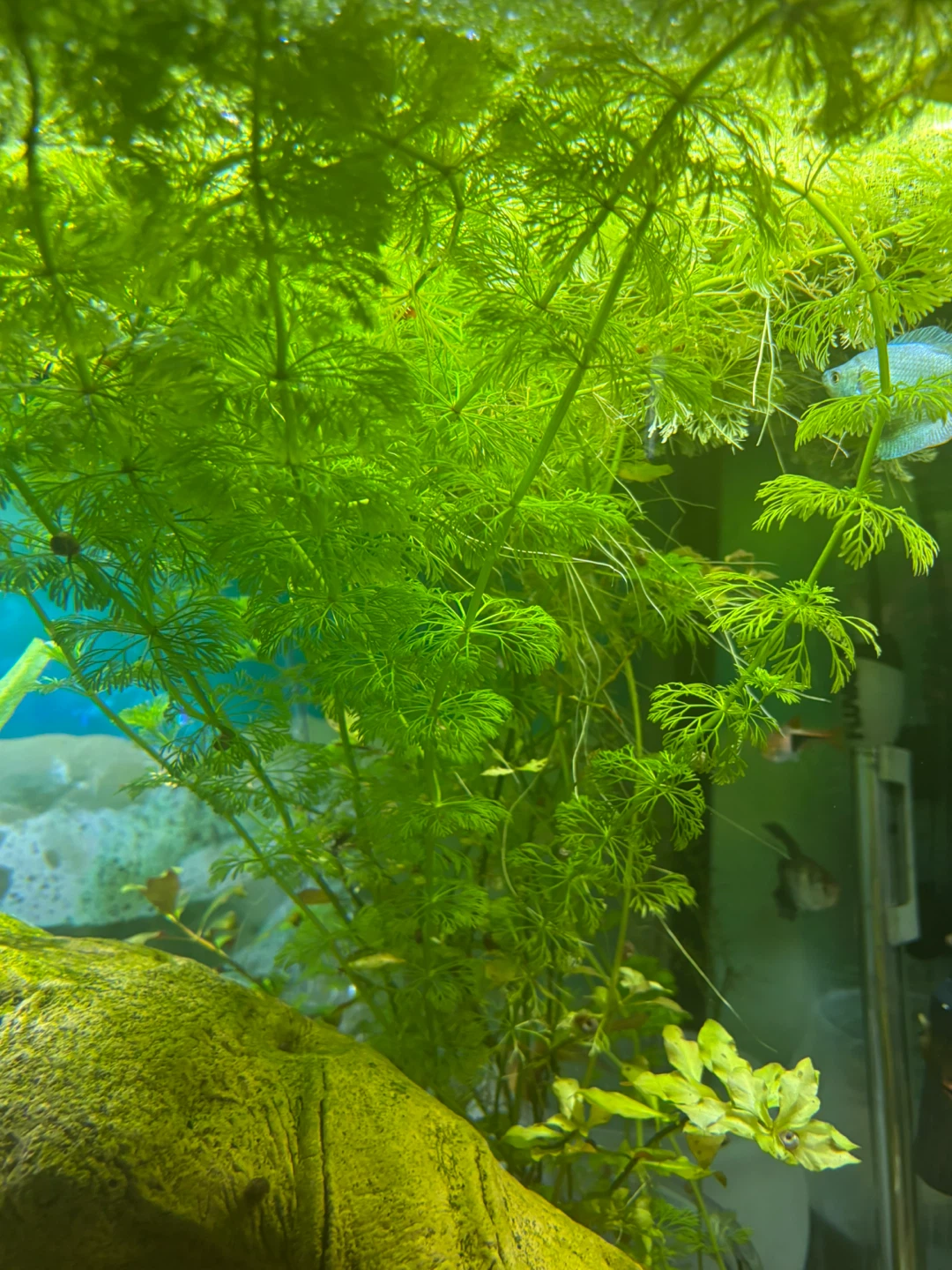Live Aquarium Plants and Fish - photo 2