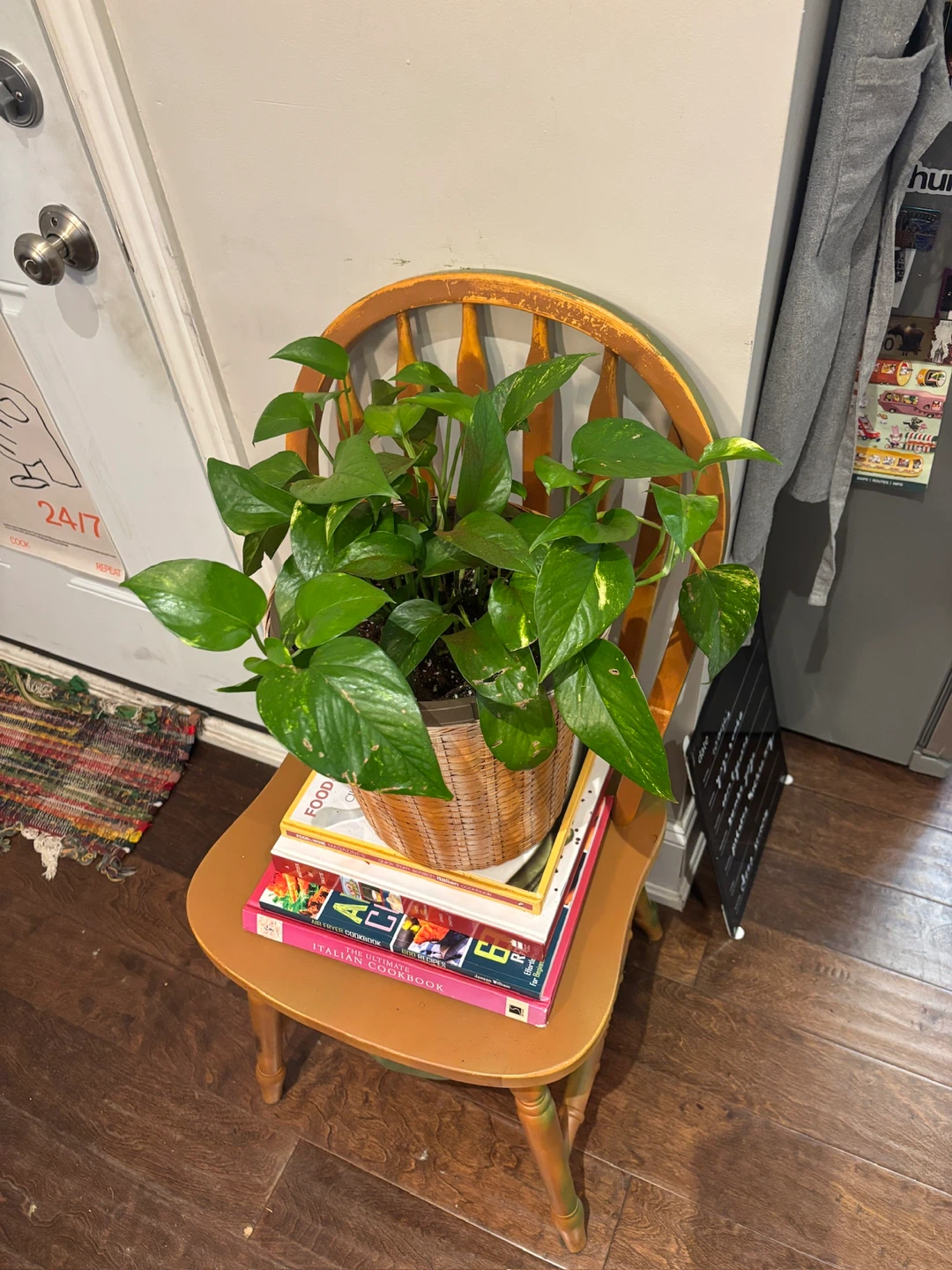 Pothos Plant in Wicker Pot