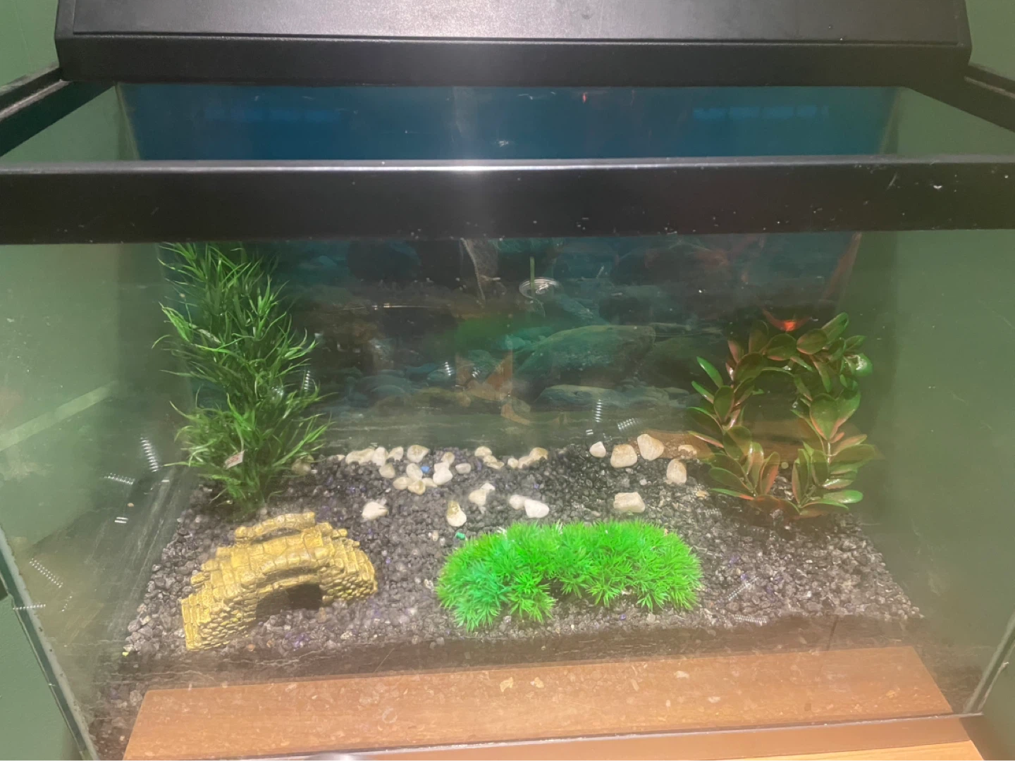 10 Gal Aquarium with decorations, heater and light