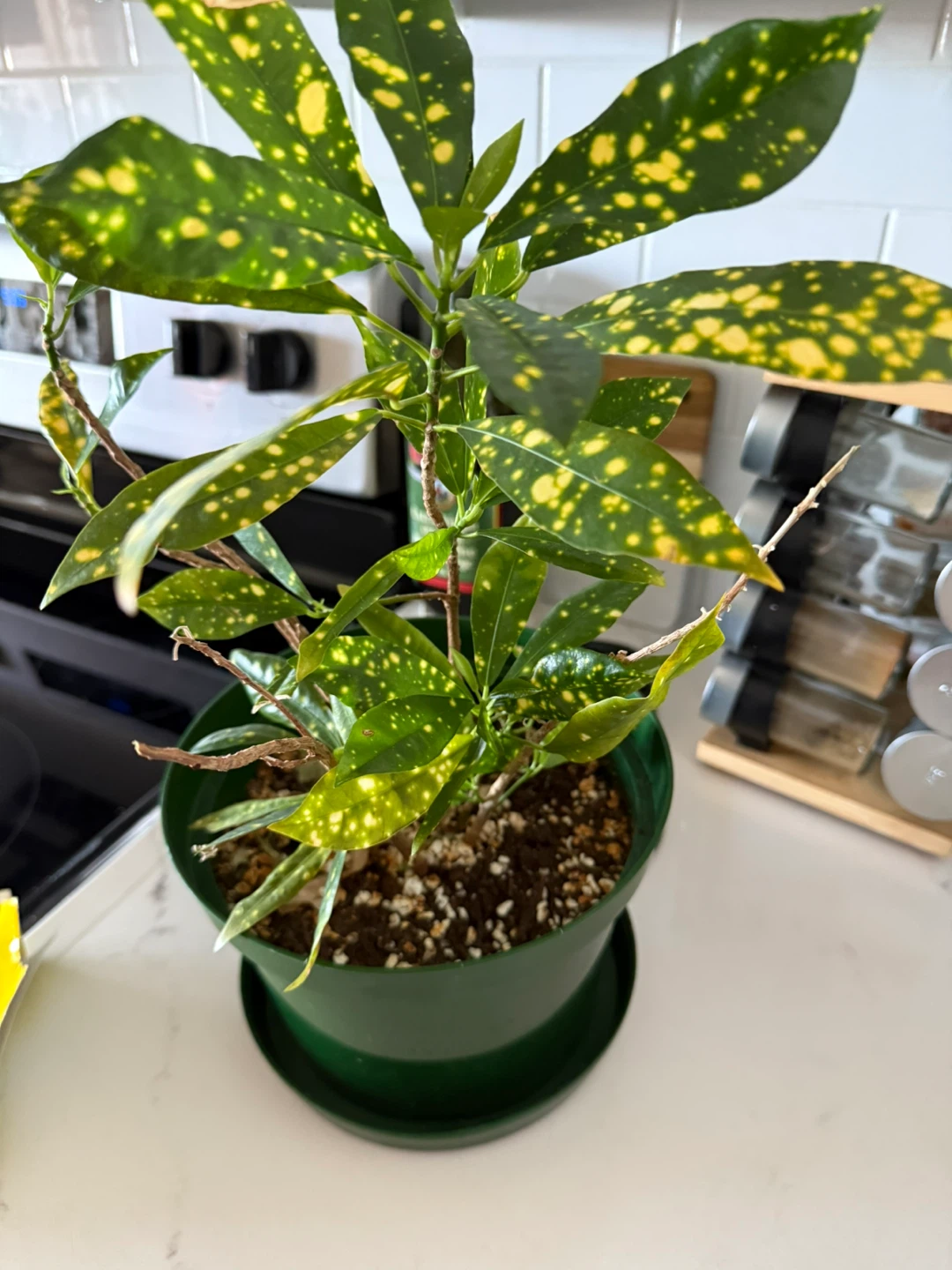 Croton plant need some love - photo 2