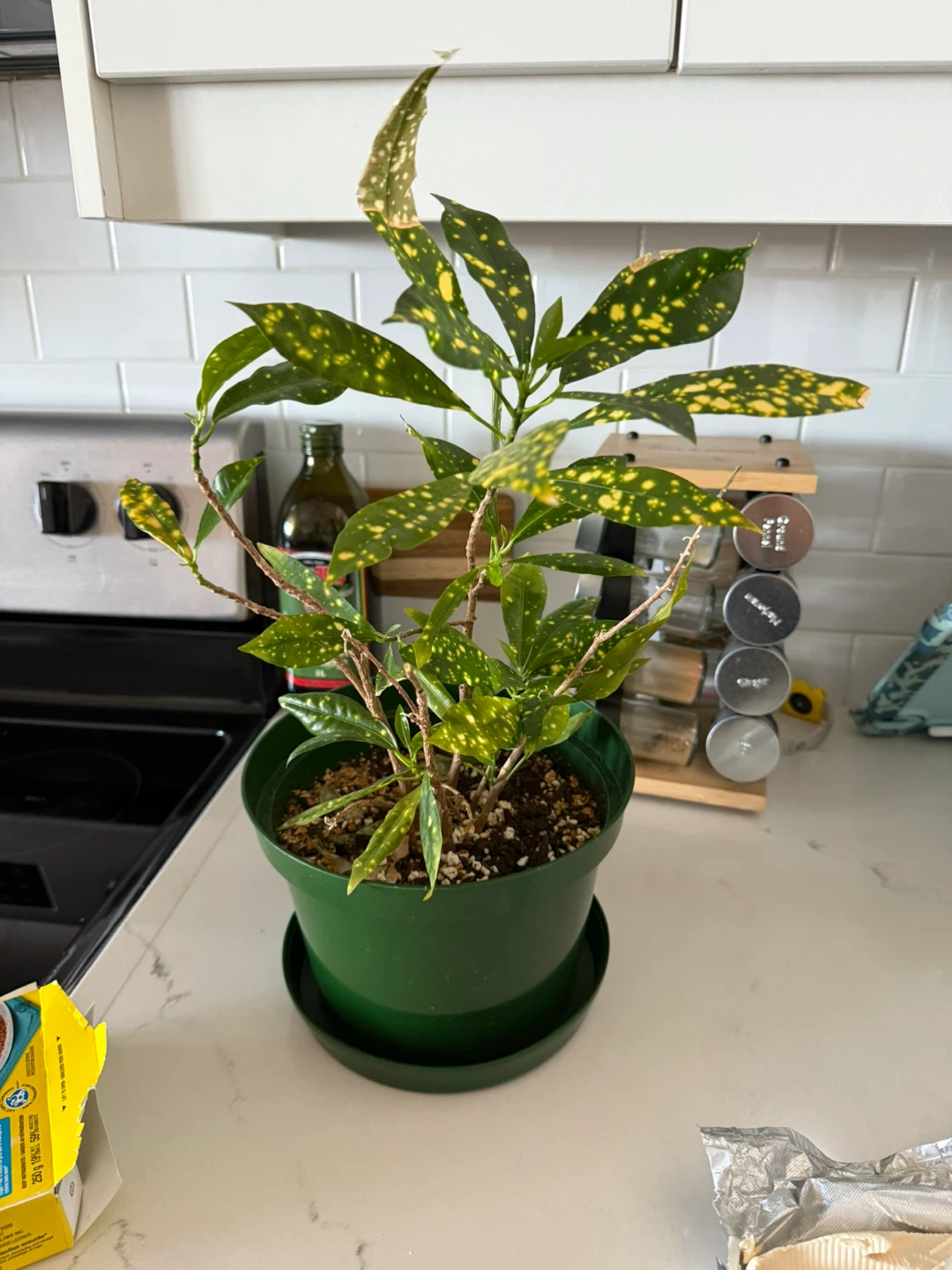 Croton plant need some love