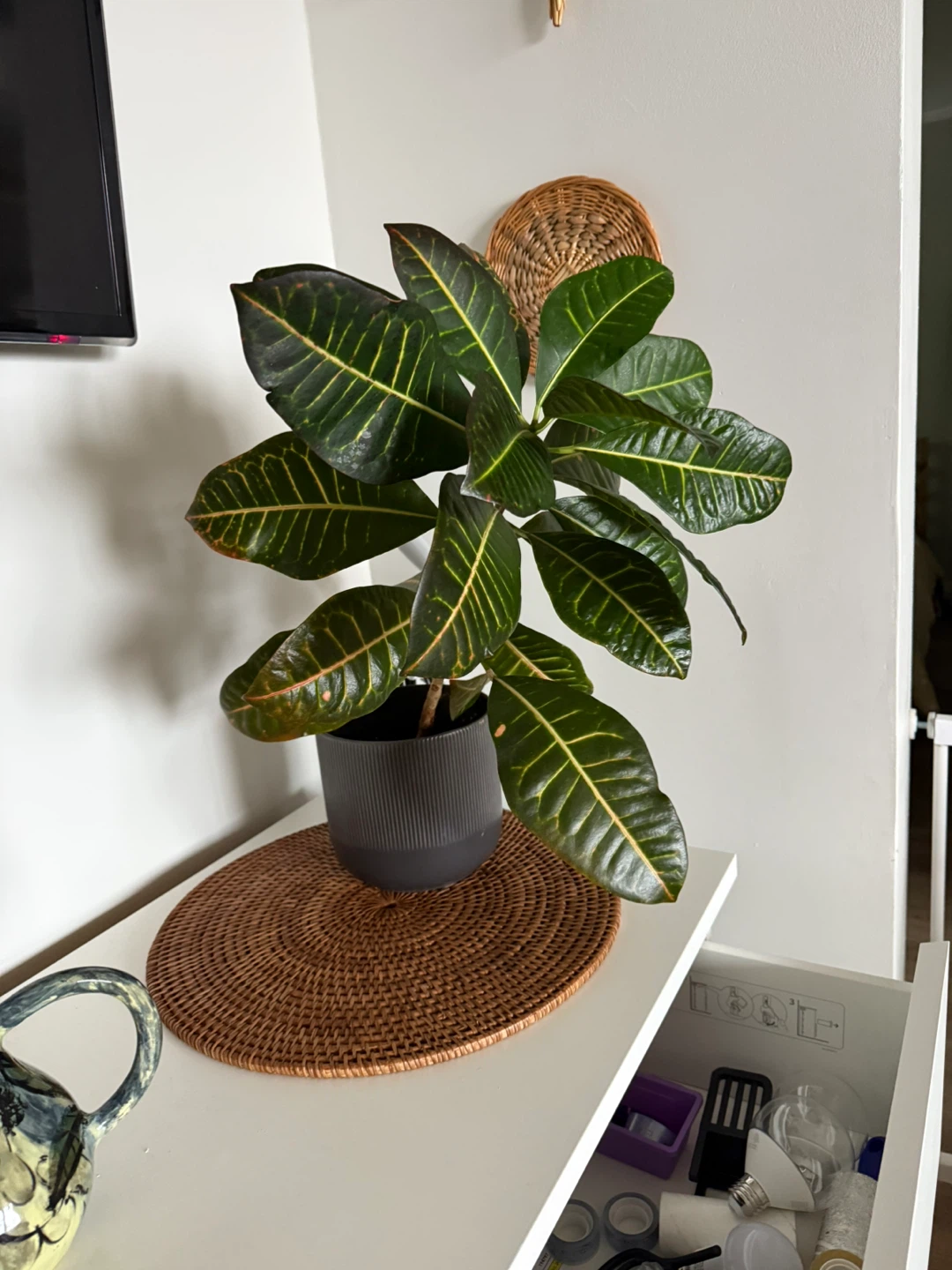 Croton Plant in Plastic Pot - photo 2
