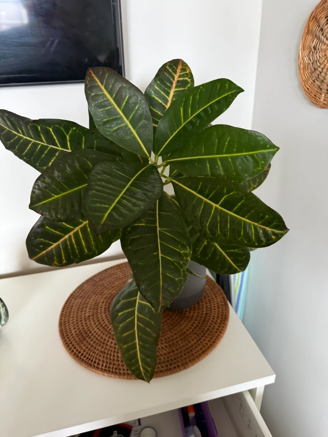 Croton Plant in Plastic Pot