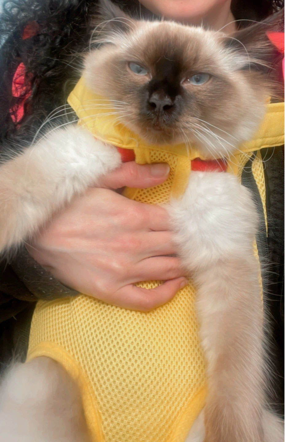 Cat  carrier / dog travel carrier  / pet Vest