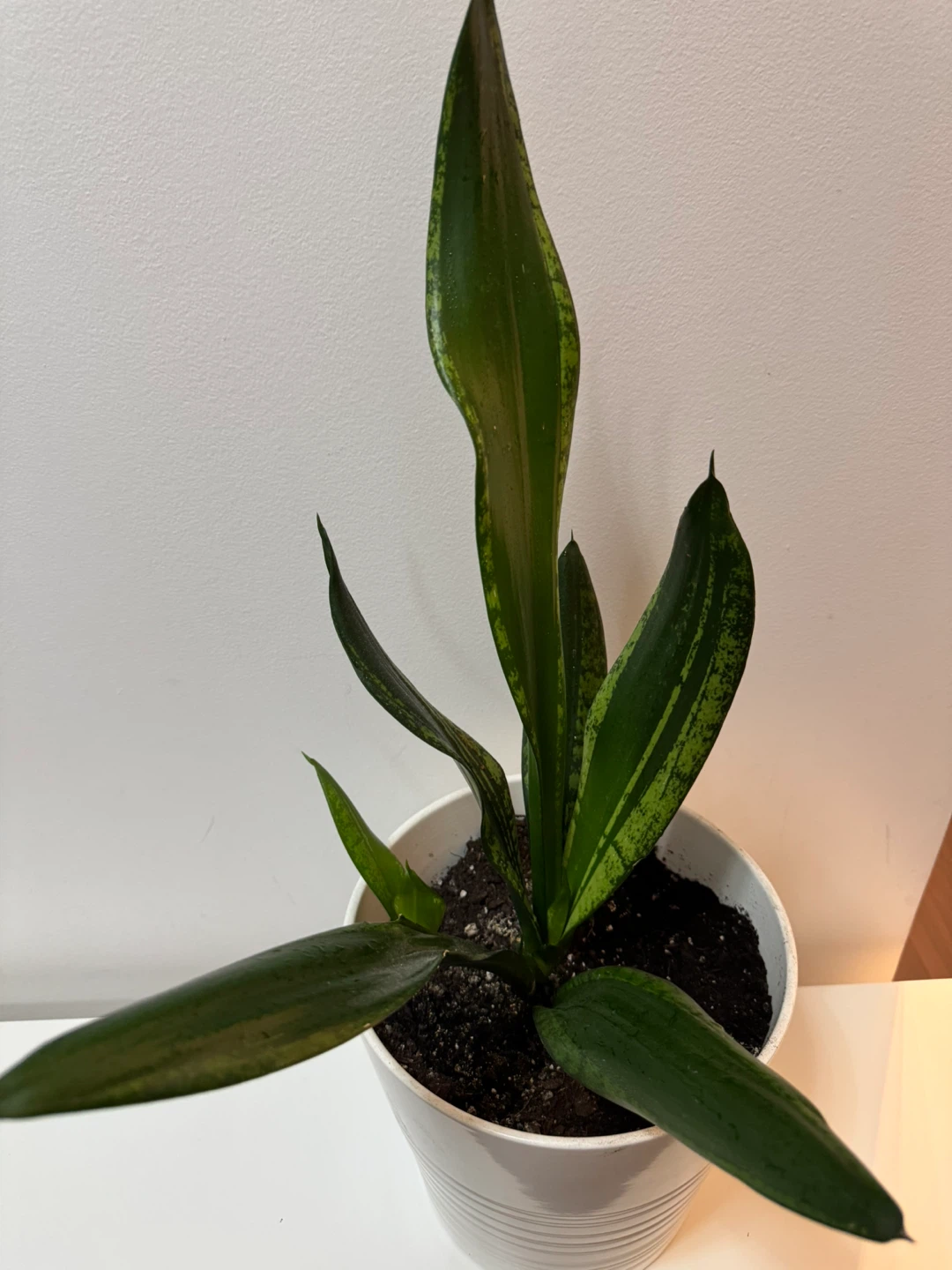 Snake Plant in White  Pot - photo 2